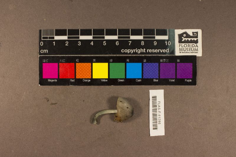 Pluteus glaucotinctus image