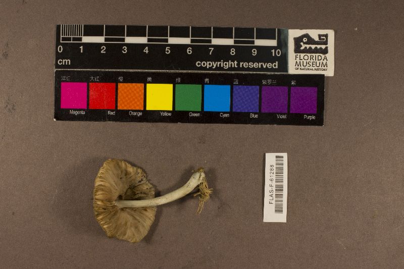 Pluteus glaucotinctus image