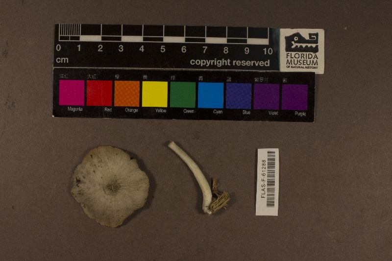 Pluteus glaucotinctus image