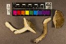 Lactarius lignyotus image