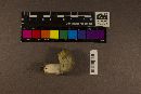 Russula alachuana image