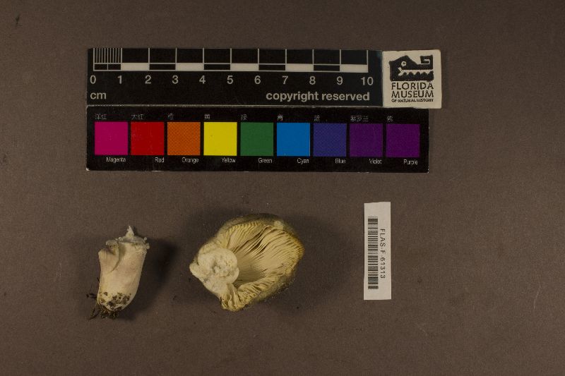 Russula alachuana image