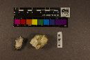 Russula alachuana image