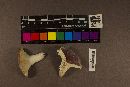 Russula variicolor image
