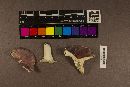 Russula variicolor image