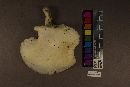 Pleurotus dryinus image