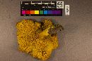 Omphalotus subilludens image