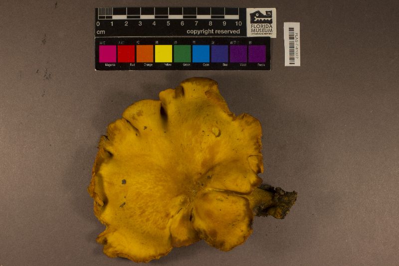 Omphalotus subilludens image