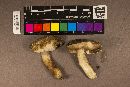 Tylopilus peralbidus image