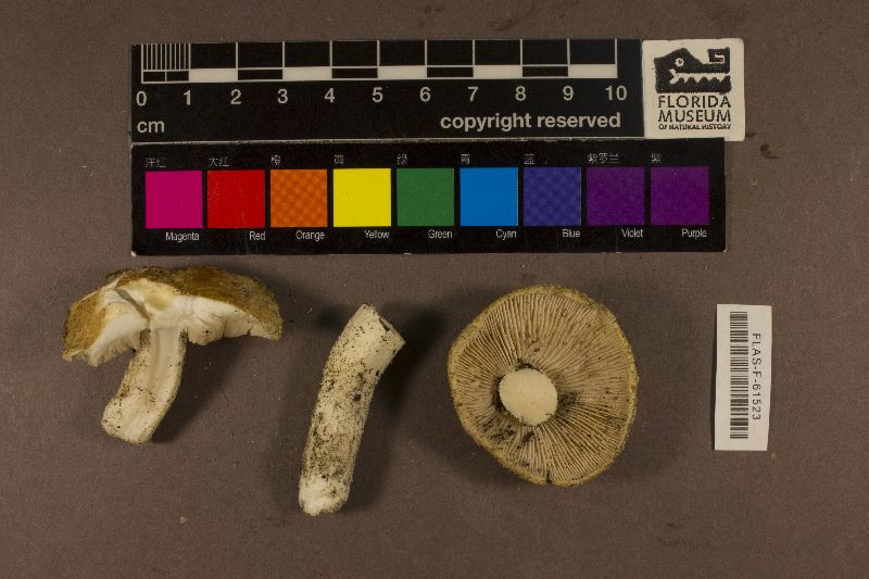 Inocybe praevillosa image
