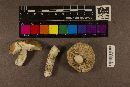 Inocybe taedophila image
