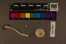 Amanita roseotincta image