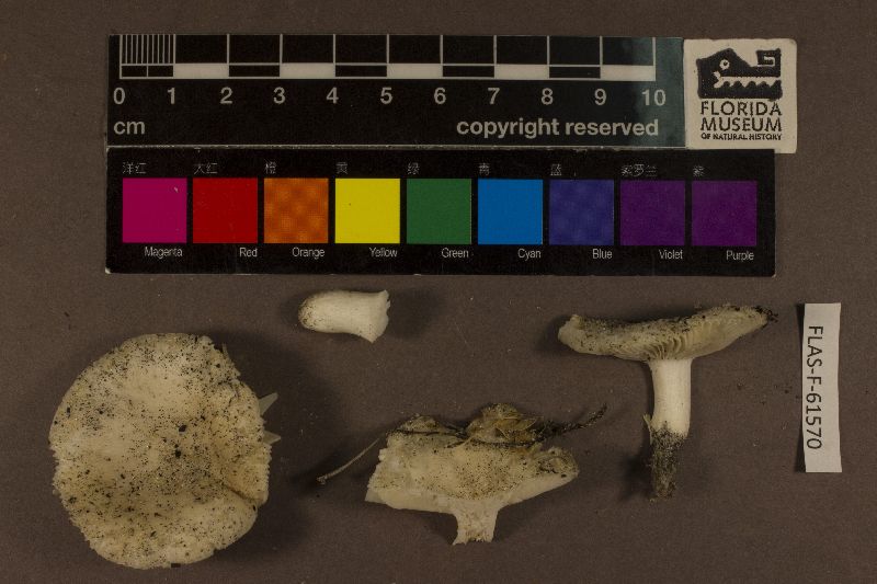 Russula westii image