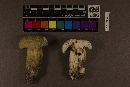 Boletus atkinsonii image