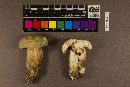 Boletus atkinsonii image