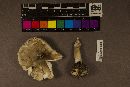 Amanita brunnescens image