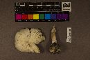 Amanita brunnescens image