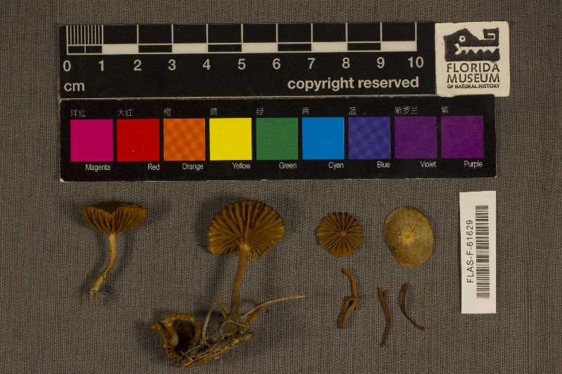 Galerina sulciceps image