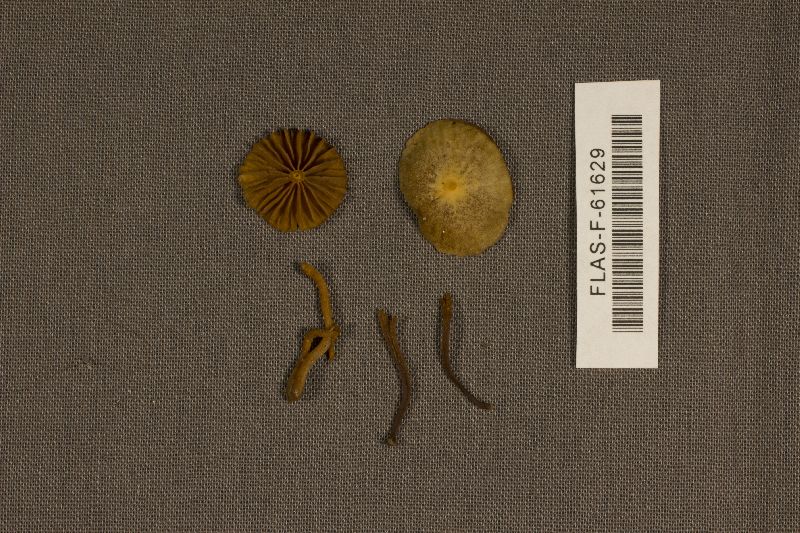 Galerina sulciceps image