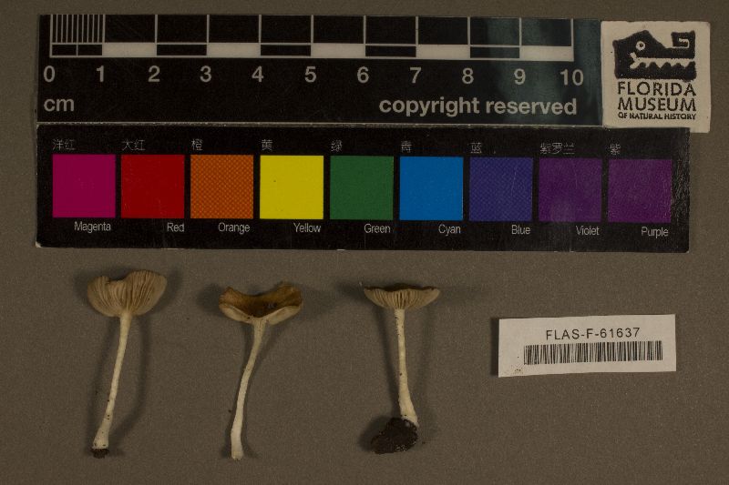 Crepidotus thermophilus image