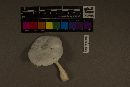 Leucocoprinus cretaceus image