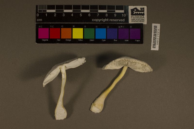 Leucocoprinus cretaceus image