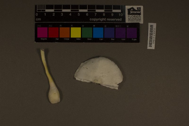 Leucocoprinus cretaceus image