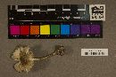 Amanita brunnescens image