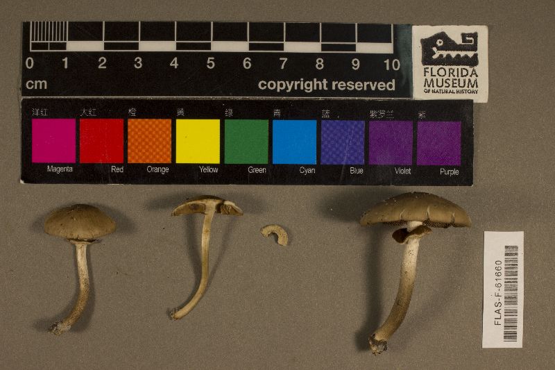 Cyclocybe erebioides image