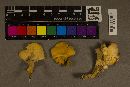 Cantharellus lateritius image