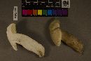 Boletus variipes image