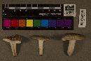 Russula violeipes image