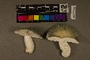 Russula virescens image