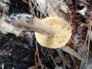 Suillus hirtellus image