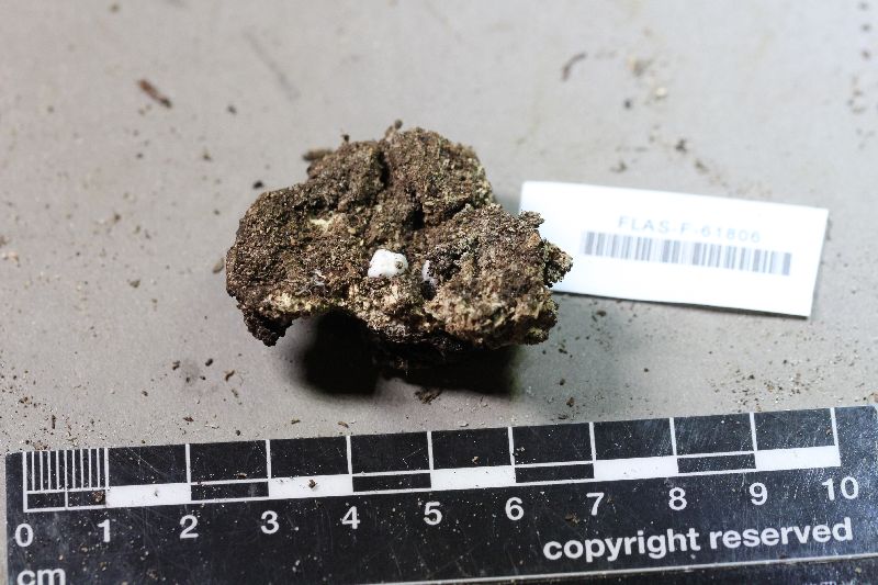 Sclerogaster image