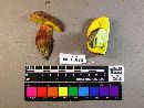 Boletus morrisii image