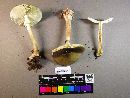 Amanita brunnescens image