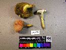 Boletus morrisii image