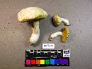 Boletus albisulphureus image