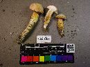 Austroboletus subflavidus image