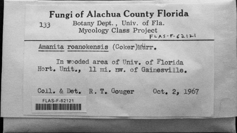 Amanita roanokensis image