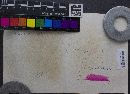 Boletochaete bicolor image