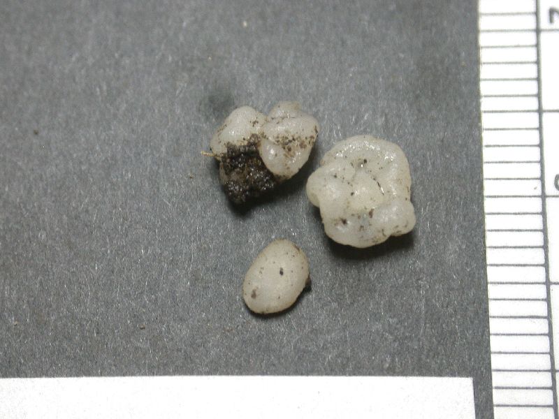 Ruhlandiella lophozoniae image