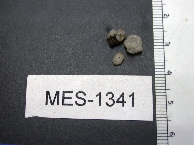 Ruhlandiella lophozoniae image