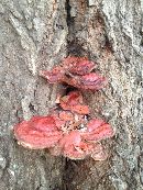 Ganoderma sessile image