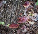 Ganoderma sessile image