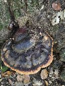 Ganoderma polychromum image