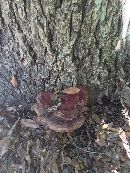 Ganoderma sessile image