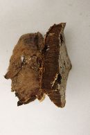 Ganoderma sessile image