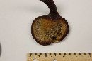 Ganoderma curtisii image